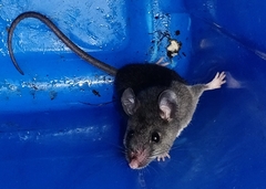 Peromyscus mexicanus