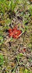 Drosera trinervia