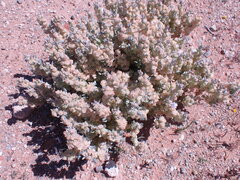 Atriplex lindleyi
