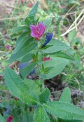 Echium rosulatum