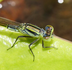 Ischnura pruinescens