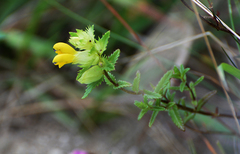 Rhinanthus serotinus