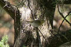 Phylloscopus sibilatrix