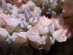 Atriplex lindleyi