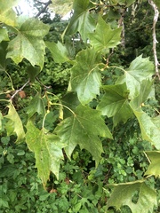 Platanus