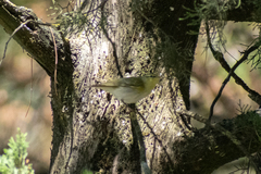 Phylloscopus sibilatrix