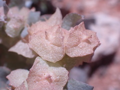 Atriplex lindleyi
