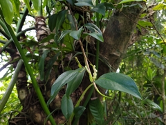 Anthurium scandens