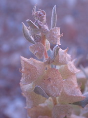 Atriplex lindleyi
