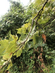 Platanus