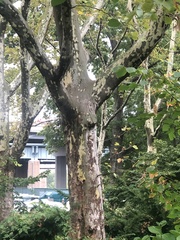 Platanus