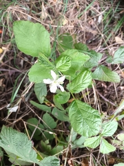 Rubus caesius