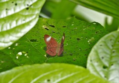 Abisara saturata