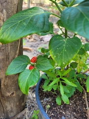 Capsicum chinense