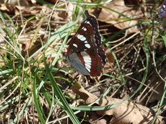 Limenitis reducta