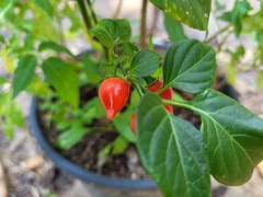 Capsicum chinense
