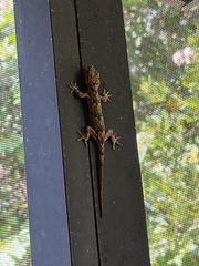 Hemidactylus mabouia