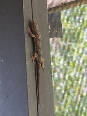 Hemidactylus mabouia