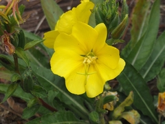 Oenothera biennis