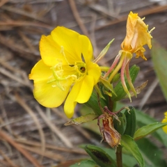 Oenothera biennis