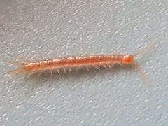 Lithobiidae