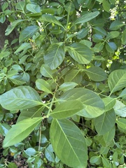 Euonymus japonicus