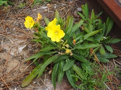 Oenothera biennis