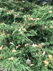 Cupressus nootkatensis