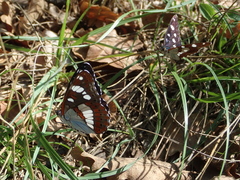 Limenitis reducta