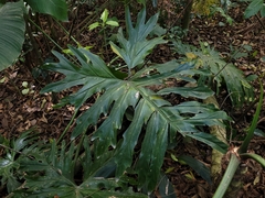 Thaumatophyllum bipinnatifidum