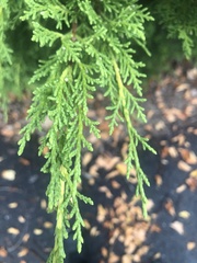 Cupressus nootkatensis