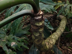 Thaumatophyllum bipinnatifidum