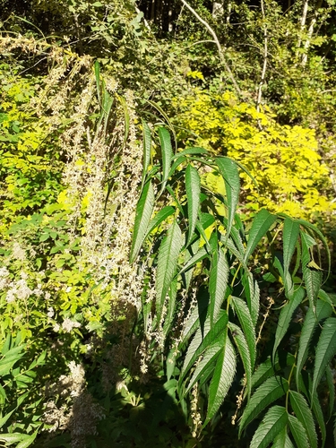 Akalbir (Datisca cannabina)