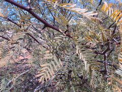 Prosopis glandulosa