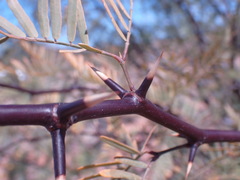 Prosopis glandulosa