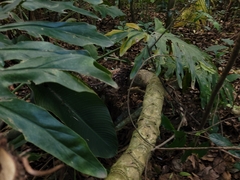 Thaumatophyllum bipinnatifidum