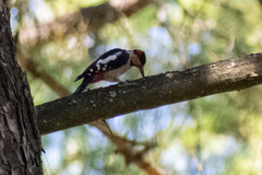 Dendrocopos syriacus