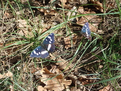 Limenitis reducta