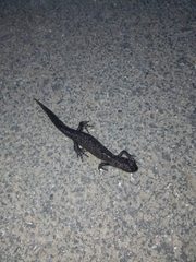Triturus cristatus