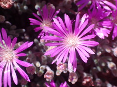 Drosanthemum