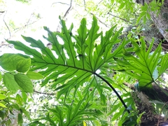 Thaumatophyllum bipinnatifidum