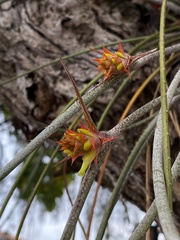 Acanthostachys strobilacea
