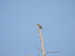 Anthus pallidiventris