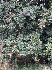 Scandosorbus intermedia