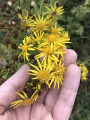 Jacobaea