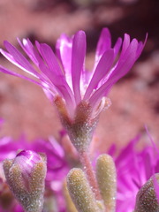 Drosanthemum