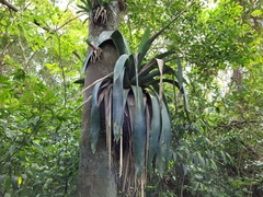 Vriesea gigantea