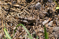 Oedipoda caerulescens