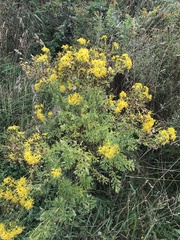 Jacobaea