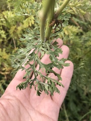 Jacobaea